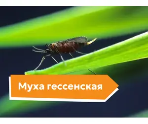 Муха гессенская