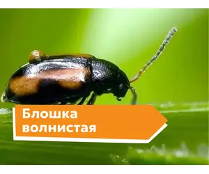 Блошка волнистая