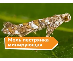 Моль пестрянка минирующая