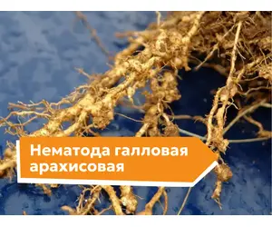 Галловая арахисовая нематода