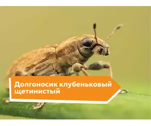 Долгоносик клубеньковый щетинистый