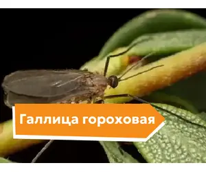 Галлица гороховая