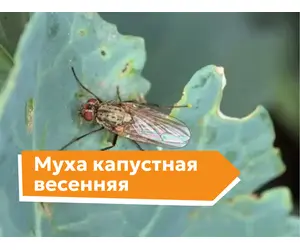 Муха капустная весенняя