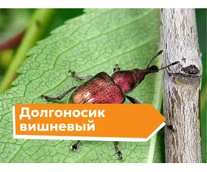 Долгоносик вишневый