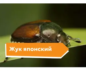 Японский жук