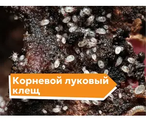 Корневой луковый клещ