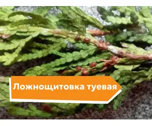 Ложнощитовка туевая