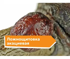 Ложнощитовка акациевая