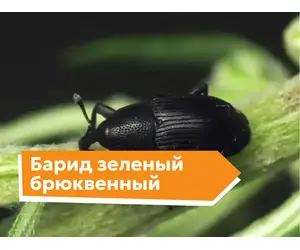 Барид зеленый брюквенный