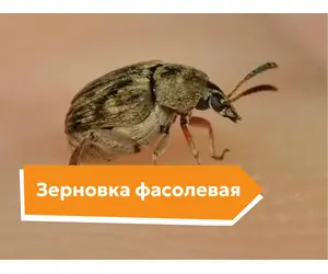 Зерновка фасолевая