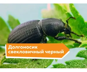 Долгоносик свекловичный черный