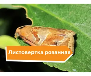 Листовертка розанная