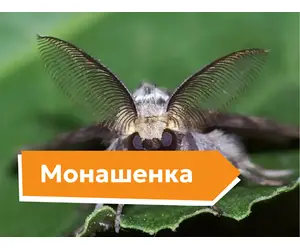 Монашенка