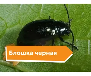 Блошка черная