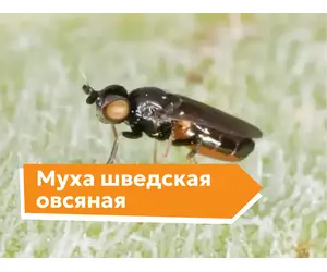 Шведская овсяная муха