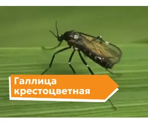Галлица крестоцветная
