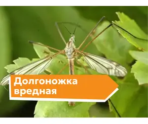 Долгоножка вредная