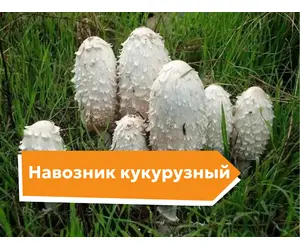 Навозник кукурузный