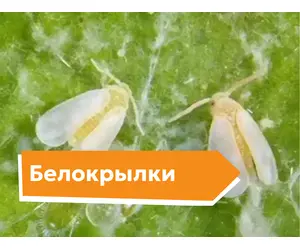 Белокрылки