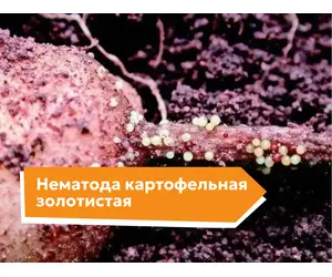 Картофельная золотистая нематода