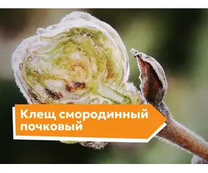 Клещ смородинный почковый