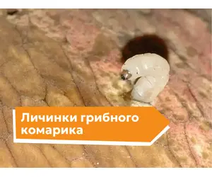 Личинки грибного комарика