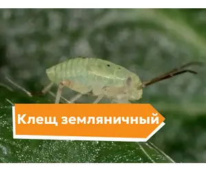 Клещ земляничный