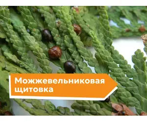 Можжевельниковая щитовка