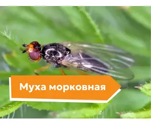 Муха морковная