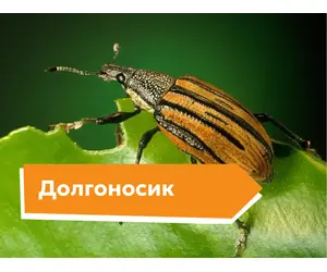 Долгоносик