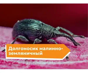 Долгоносик малинно-земляничный