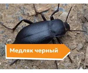 Медляк черный