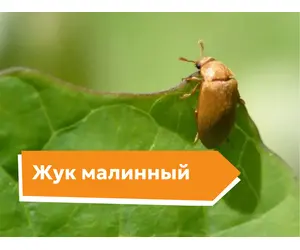 Малинный жук