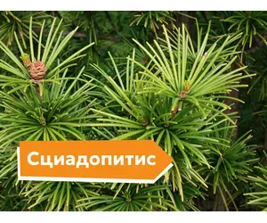 Сциадопитис: описание сортов и фотографии