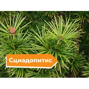 Сциадопитис: описание сортов и фотографии