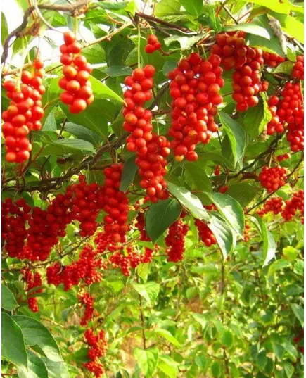 Лимонник Китайский