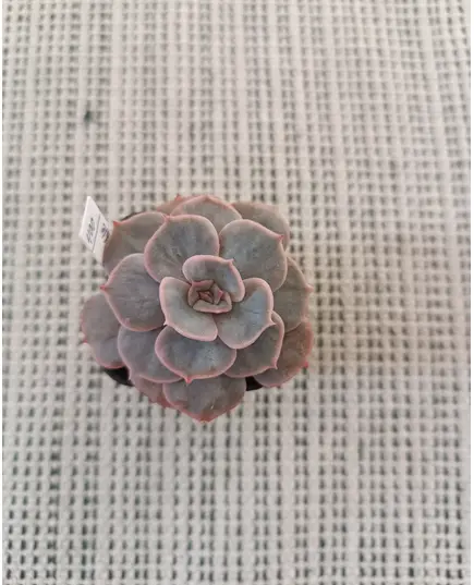 Echeveria Marble gold