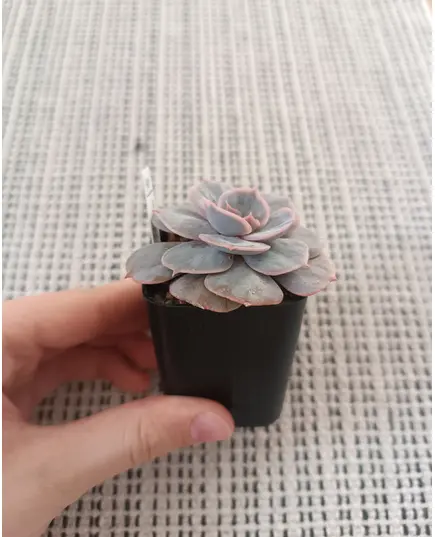 Echeveria Marble gold