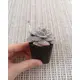 Echeveria Marble gold