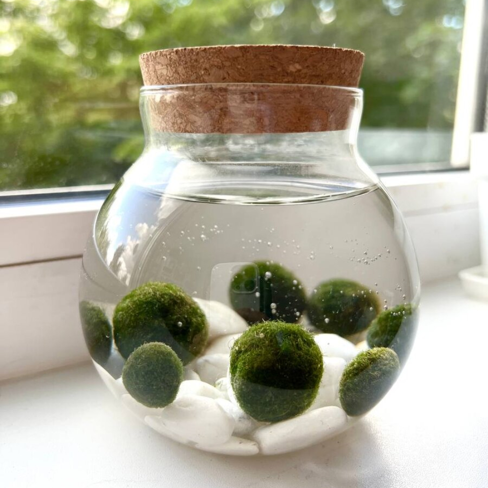 MariMo